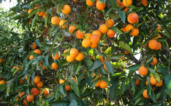 Muğla Oriya Orange - Valencia