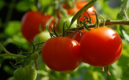 Muğla Oriya Tomaten-Importe Und Exporte