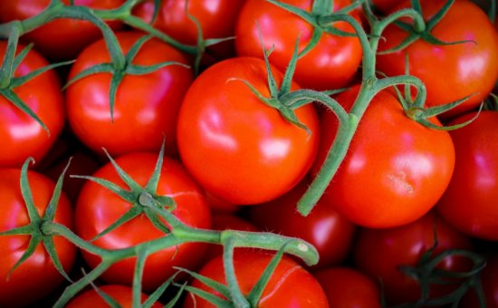 Muğla Oriya Tomaten-Importe Und Exporte