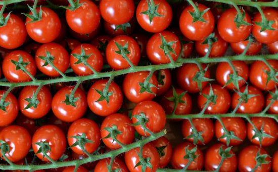 Muğla Oriya Tomaten-Importe Und Exporte