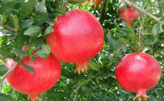 Hicaz Pomegranate Oriya Muğla