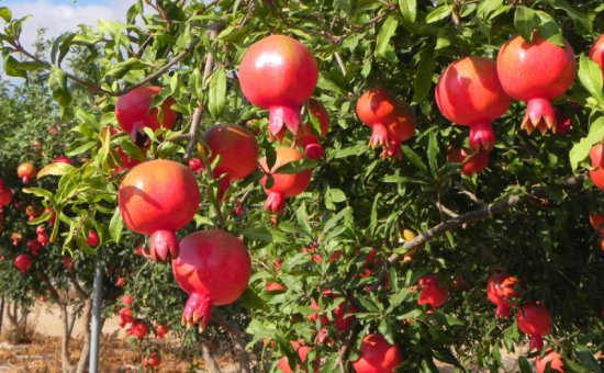 Hicaz Pomegranate Oriya Muğla