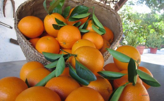 Muğla Oriya Orange - Valencia