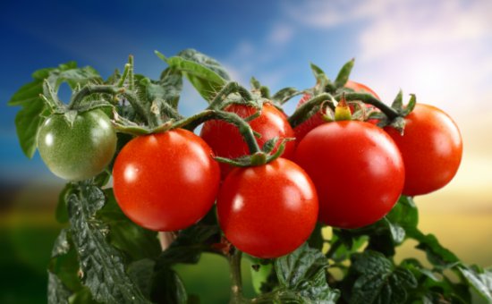 Muğla Oriya Tomato Imports And Exports